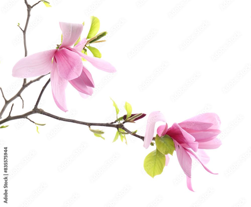 Beautiful pink magnolia flowers isolated on white Beautiful pink magnolia flowers isolated on white