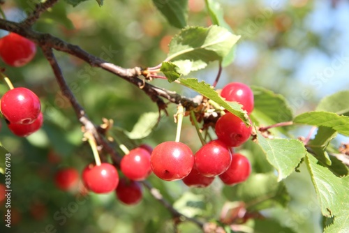 Cherry tree with ripe red berries outdoors, closeup