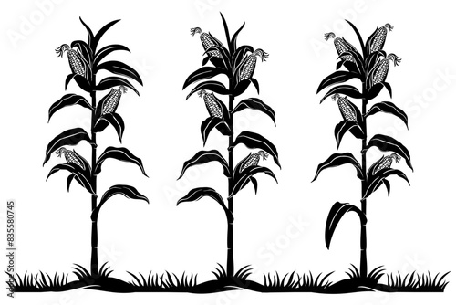 corn plant vector 
