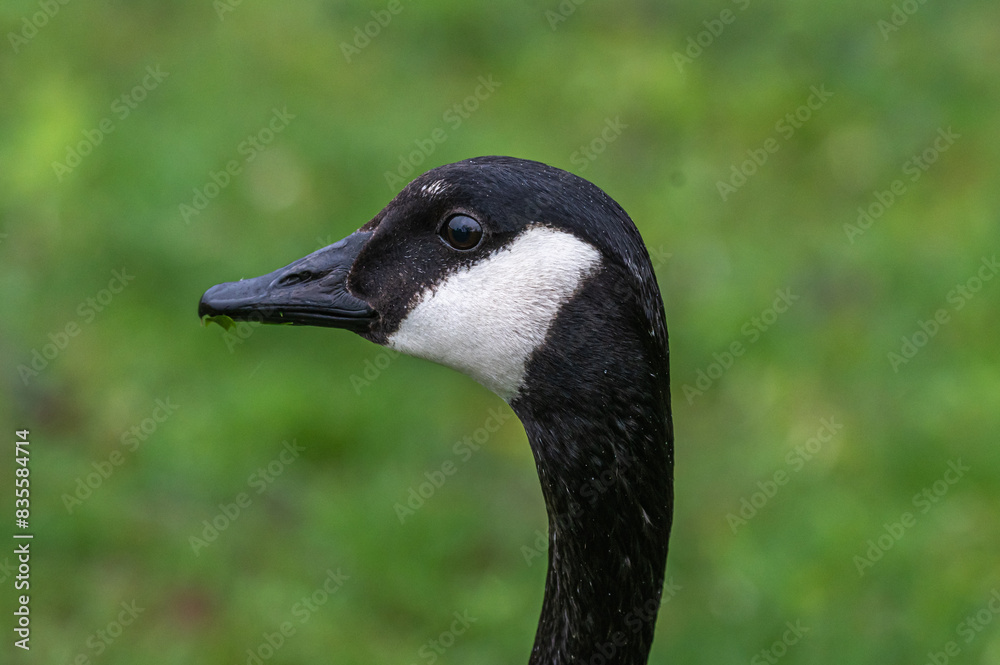Portrait of a Canada goose. Portrait of a Canada goose.