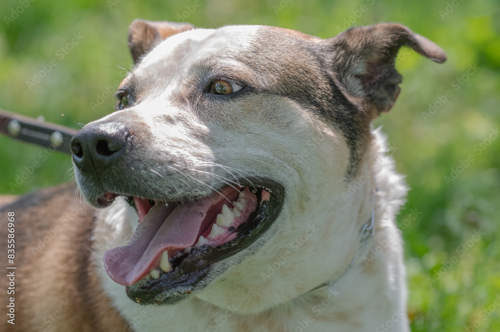 Closeup of a mixed breed dog, white with tan markings. Closeup of a mixed breed dog, white with tan markings.