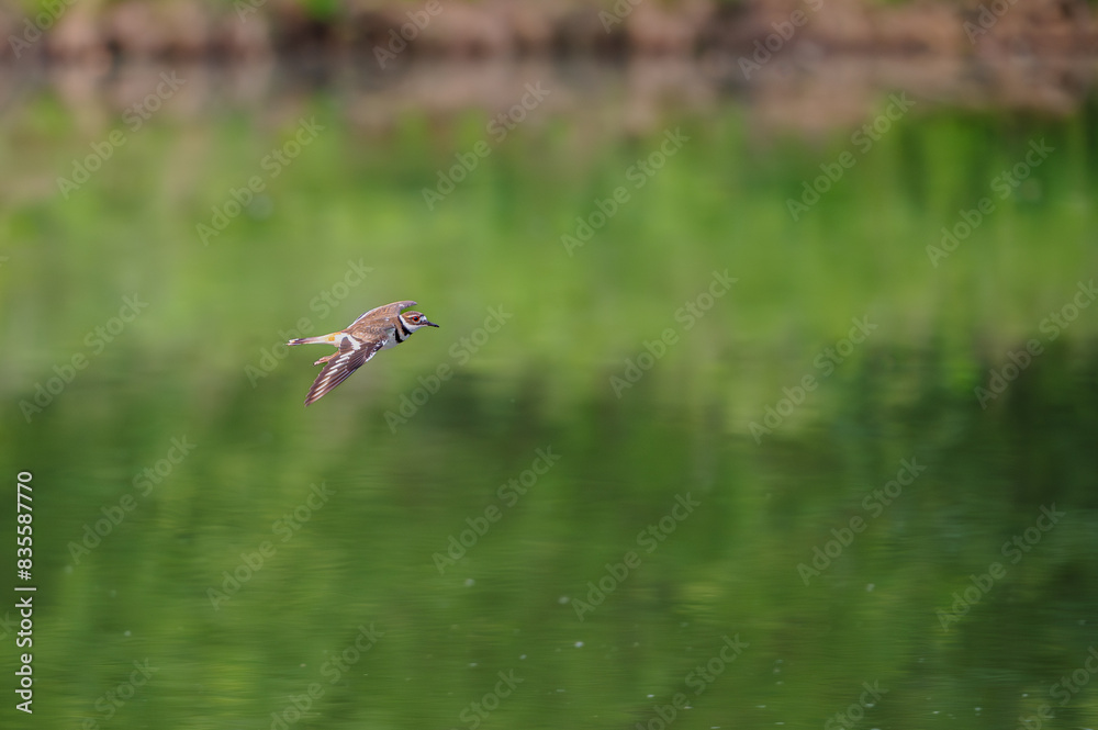 Obraz premium Closeup of a killdeer.