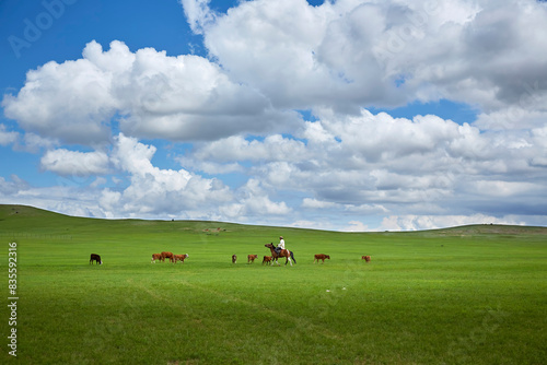 Nomads herding cows in the vast grasslands of Burd, Mongolia.