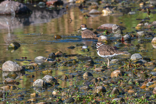 Closeup of a killdeer.