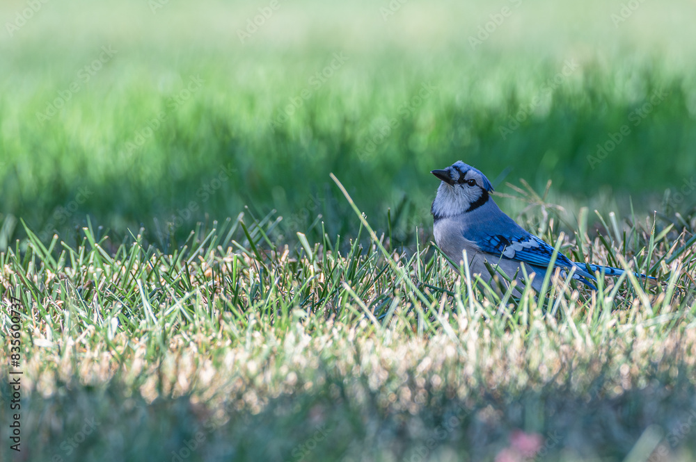 Obraz premium Closeup of a bluejay.