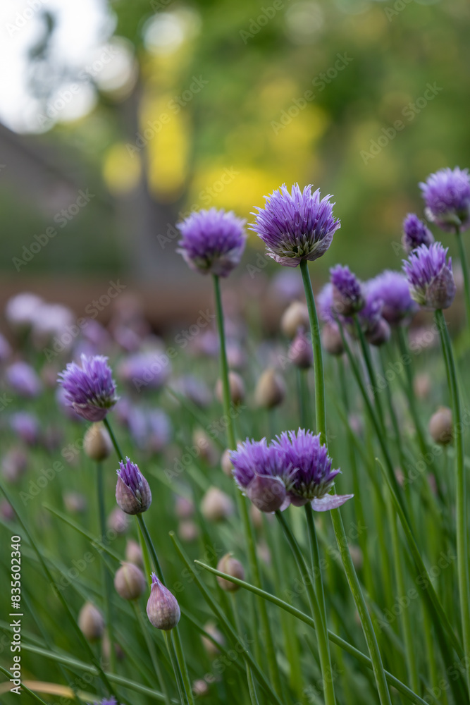 Defocused macro abstract view of blooming purple chive flower blossoms in a garden with bokah background Defocused macro abstract view of blooming purple chive flower blossoms in a garden with bokah background