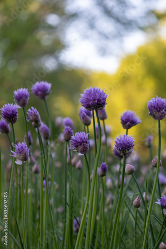 Defocused macro abstract view of blooming purple chive flower blossoms in a garden with bokah background