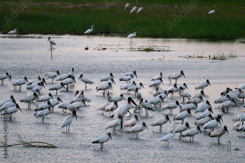 a massive group of jabiru stork standing in a wetland of Belize