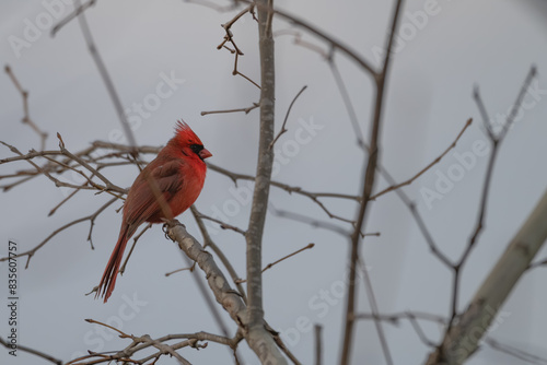 Closeup of a male northern cardinal. © Lecia Michelle