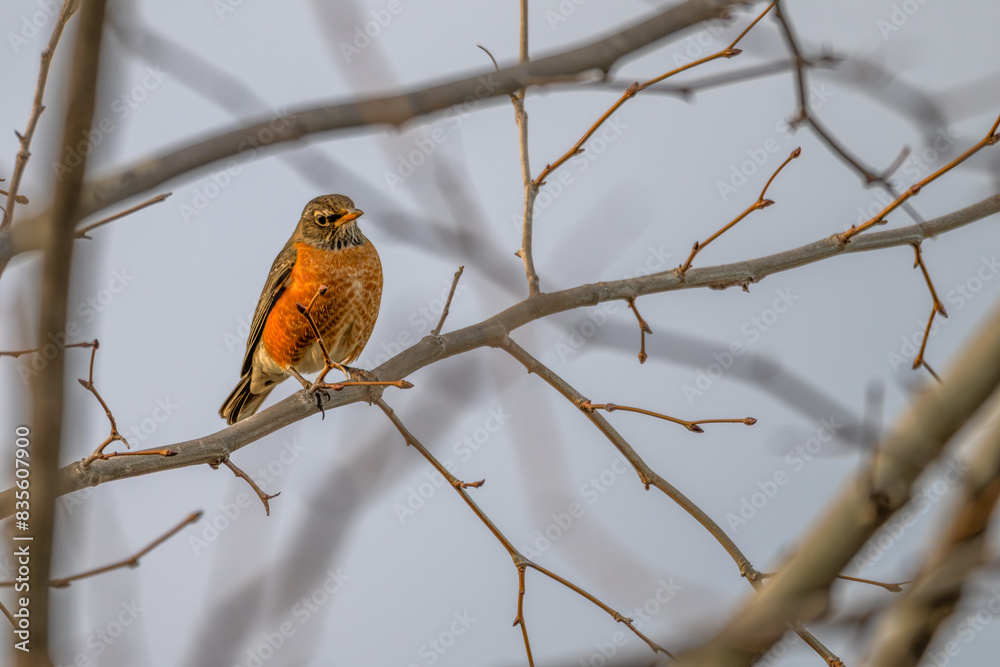 American robin perched in a tree.