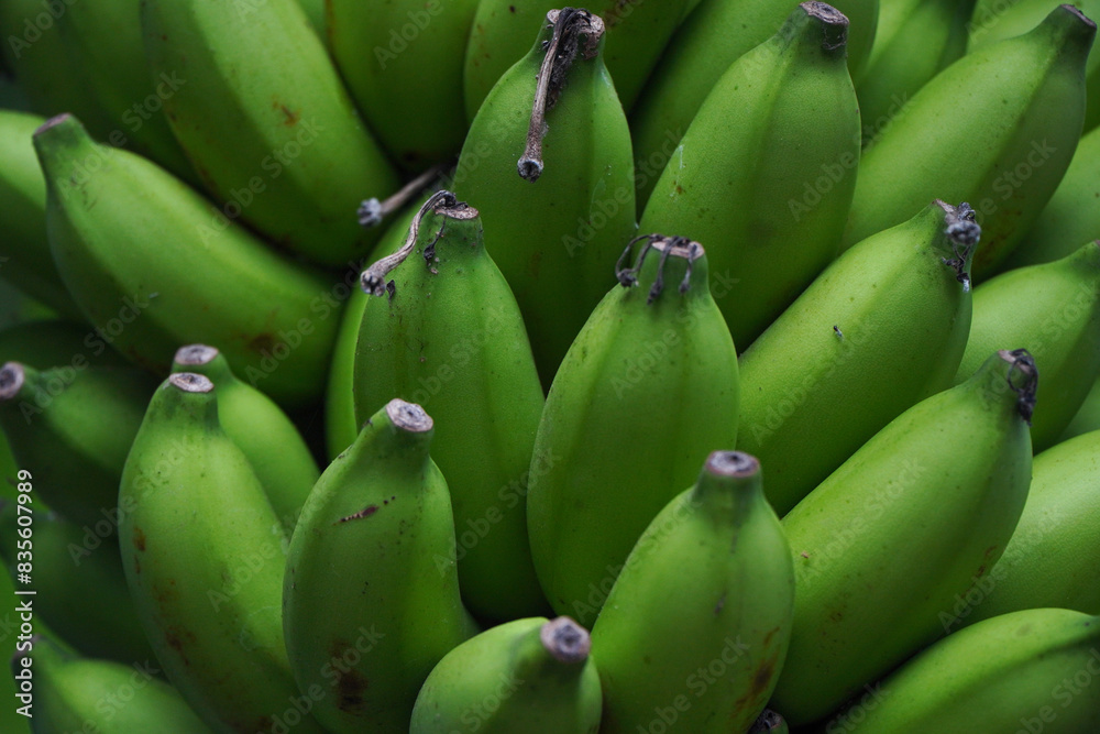 bunch of unripe bananas bunch of unripe bananas