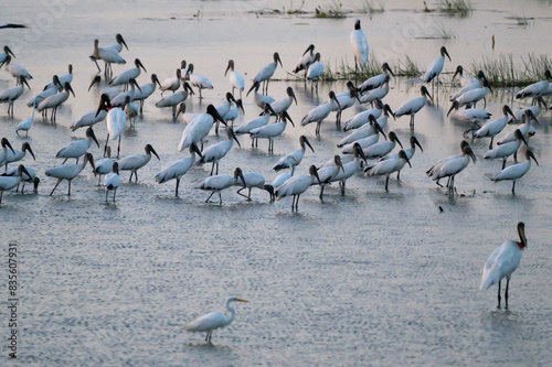 massive group of jabiru in a wetland in the evening