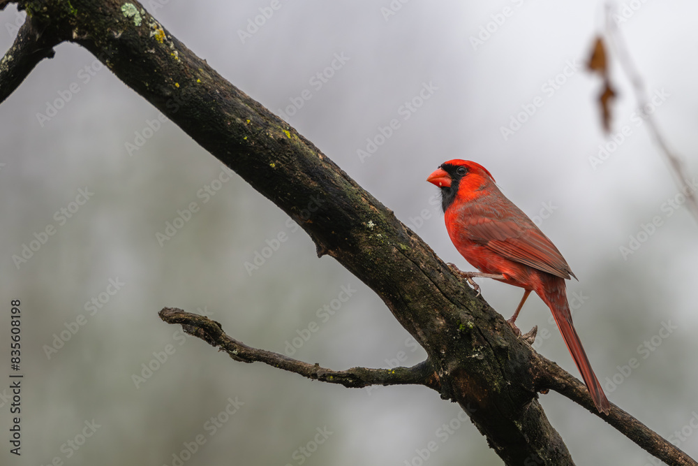 Closeup of a male northern cardinal. Closeup of a male northern cardinal.
