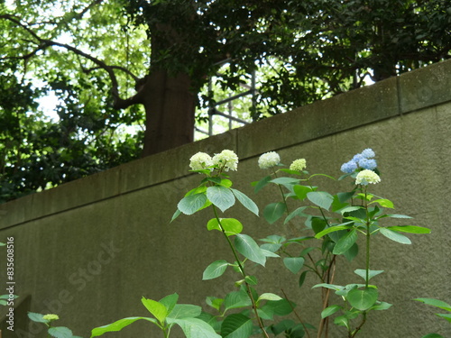 庭でアジサイの花が咲いている