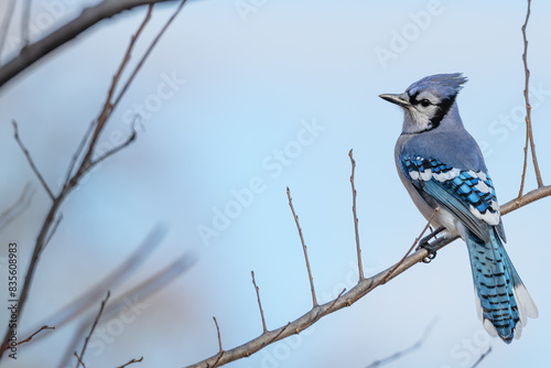 Closeup of a bluejay. photo