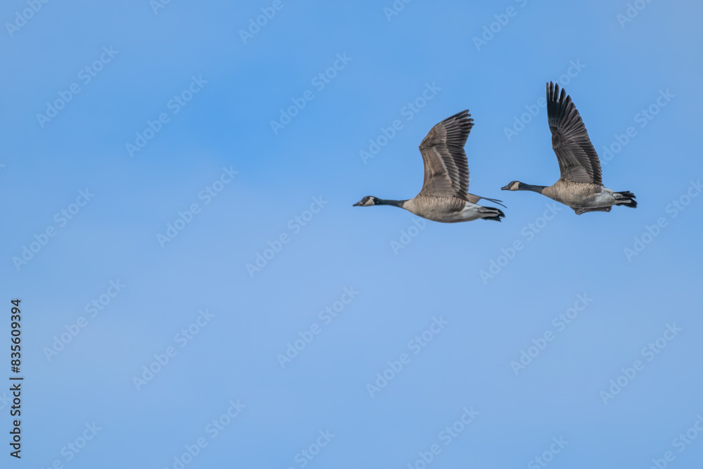 Obraz premium Canada geese in flight.