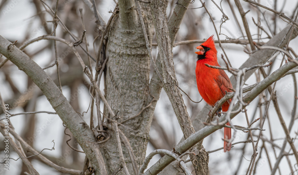 Male northern cardinal perched in a tree. Male northern cardinal perched in a tree.