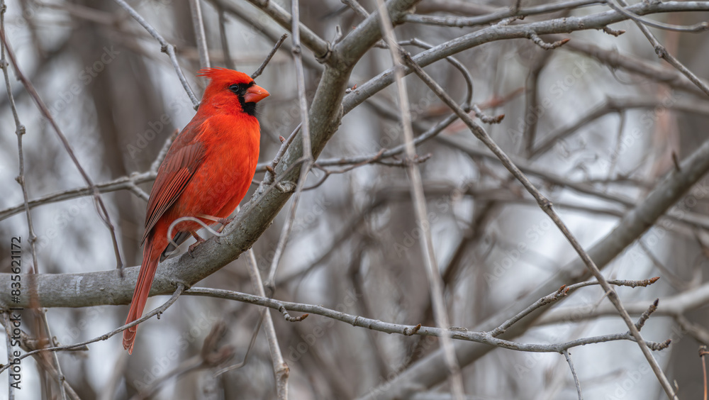 Male northern cardinal perched in a tree. Male northern cardinal perched in a tree.