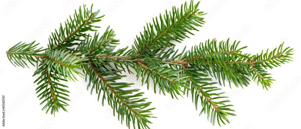evergreen pine tree branch isolated on a white background
evergreen pine tree branch isolated on a white background