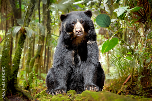 Spectacled bear sitting and isolated on blurred background. Fine art photo