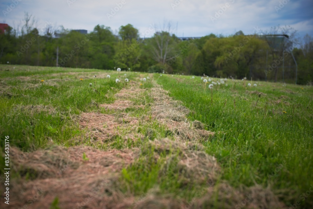 Mowed Path Through Grassy Field with Dandelions Mowed Path Through Grassy Field with Dandelions