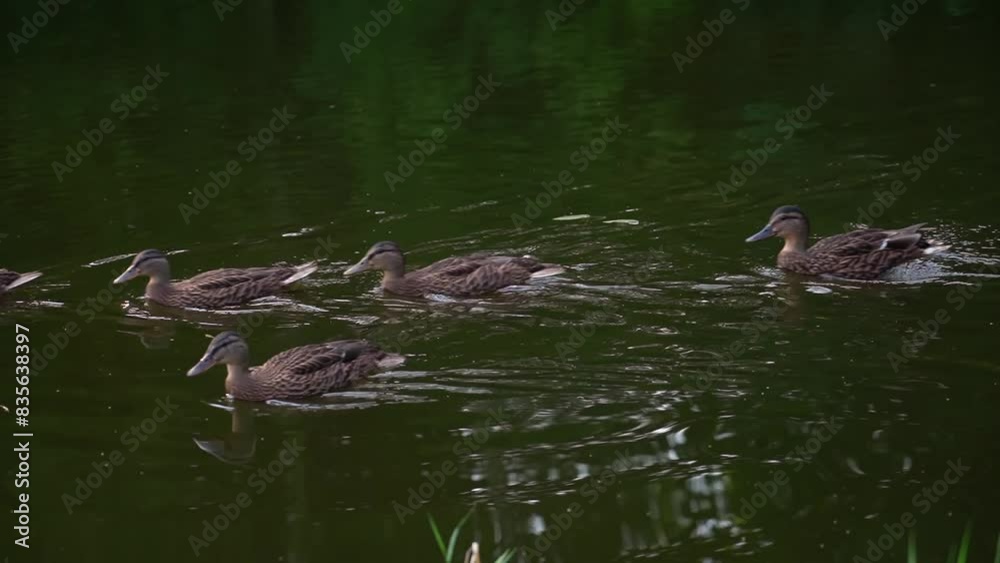 Group of Ducks Swimming in water - lake or pond. Wild birds in nature. Duck family. Group of Ducks Swimming in water - lake or pond. Wild birds in nature. Duck family.