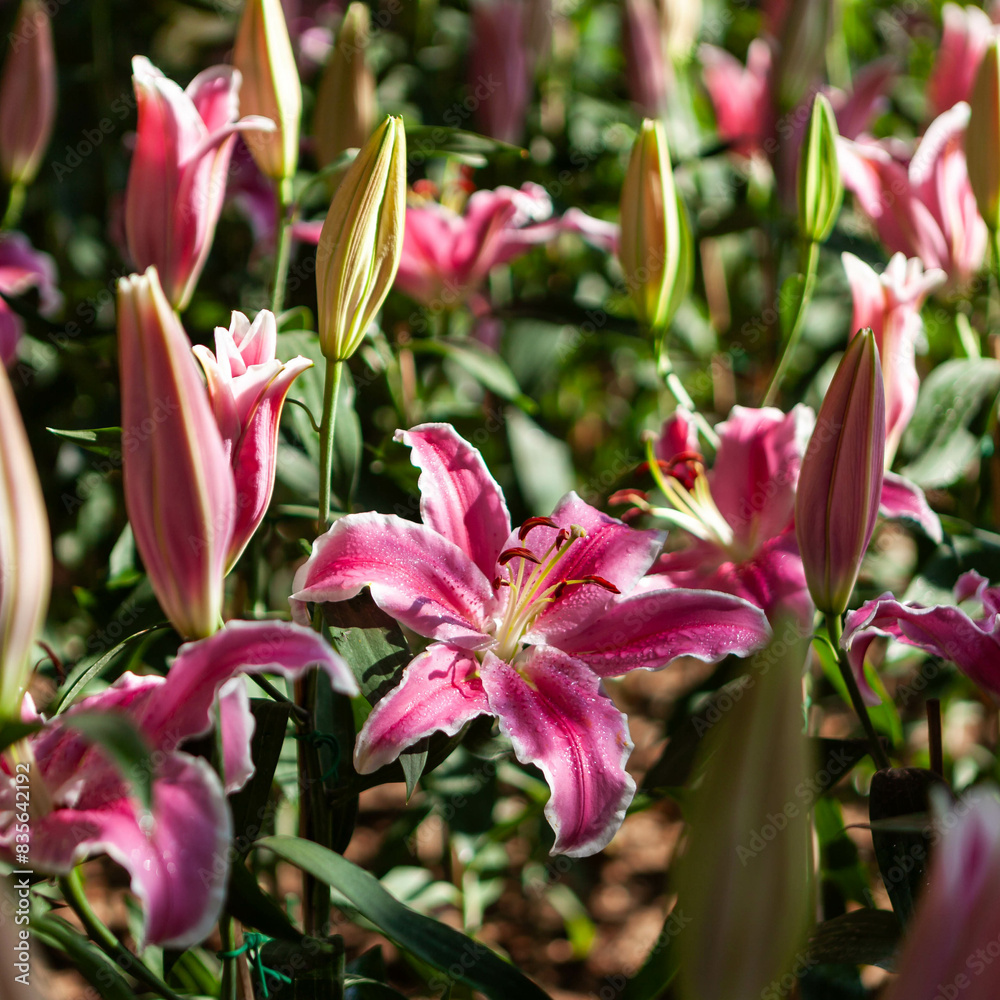 Pink lilies in bloom at the Chiang Mai Flower Festival. A beautiful floral display. Pink lilies in bloom at the Chiang Mai Flower Festival. A beautiful floral display.