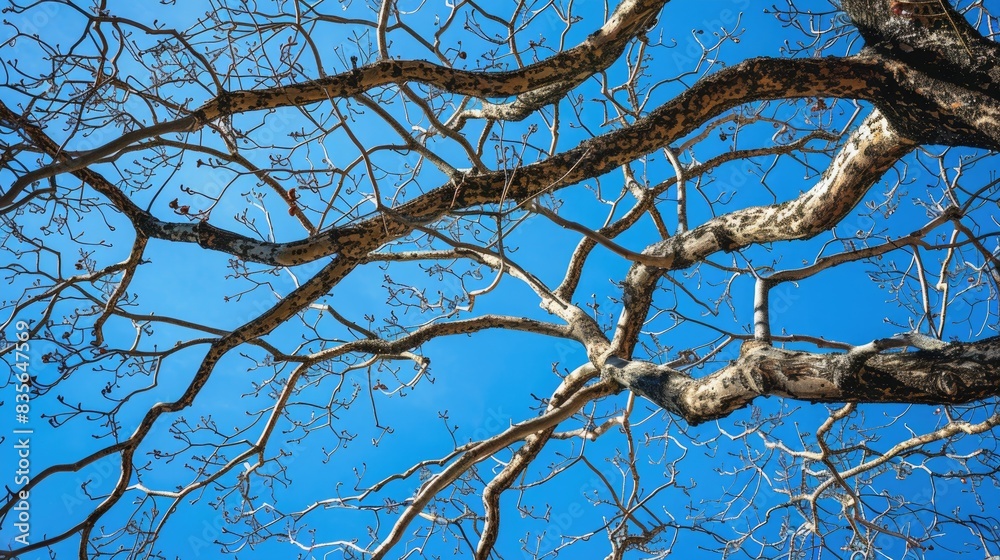 Tree branches without leaves under a blue sky