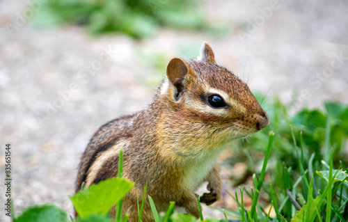 Close up portrait of a chipmunk outdoors