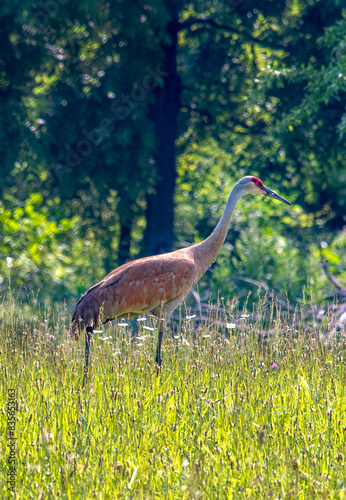 Sand hill crane in a field of flowers