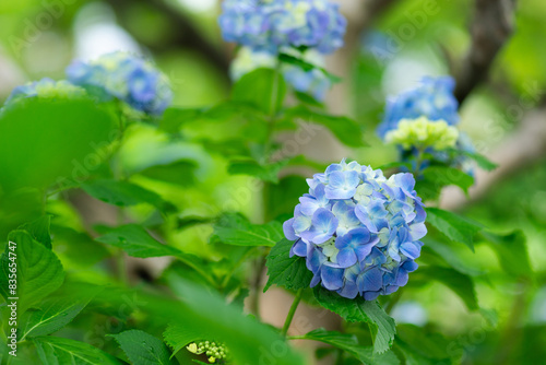 多摩川台公園の紫陽花