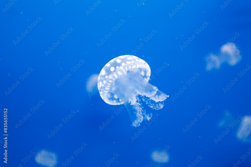 Jellyfish (scientific name: Medusozoa). Jellyfish (scientific name: Medusozoa).