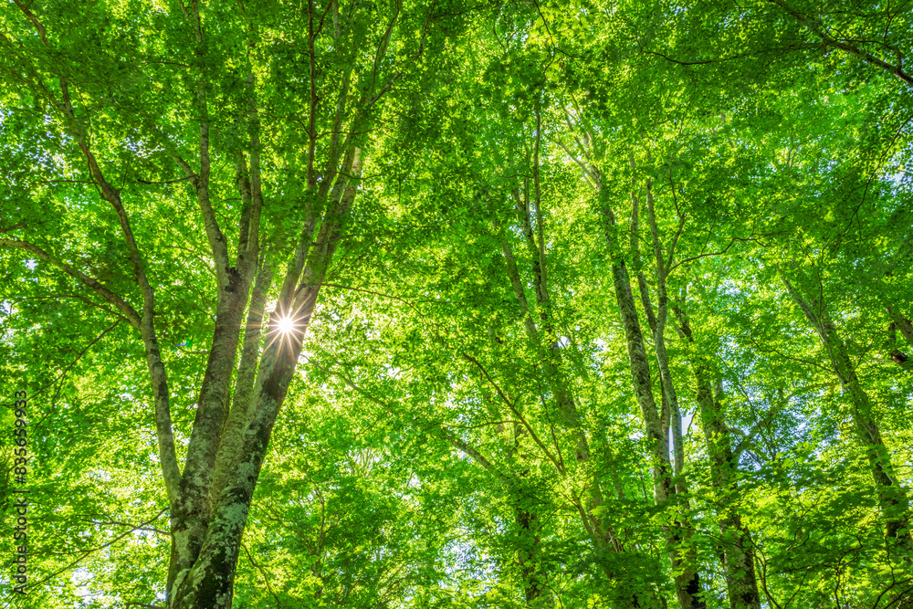 Green forest. Tree with green Leaves and sun light.
Green forest. Tree with green Leaves and sun light.