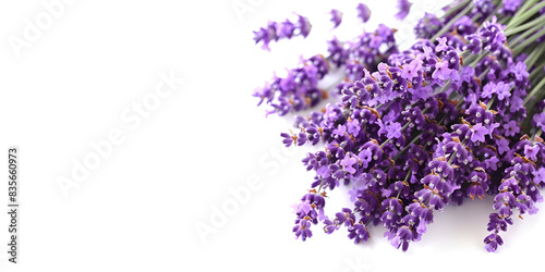 Lavender Flowers on White Background   Bunch of Fresh Lavender Blooms 