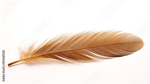 feather on a black background