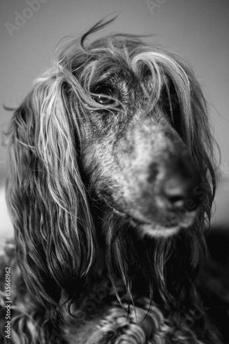 Obraz na płótnie Afghan hound - chart afgański