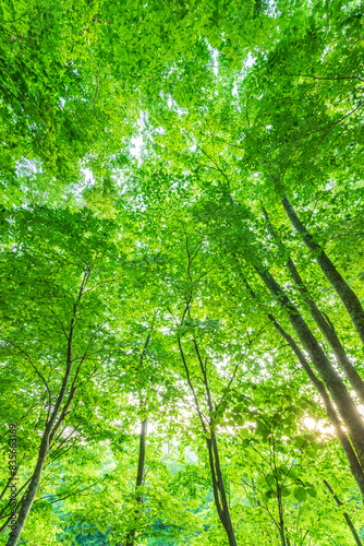 Fototapeta Naklejka Na Ścianę i Meble -  green forest with sun rays