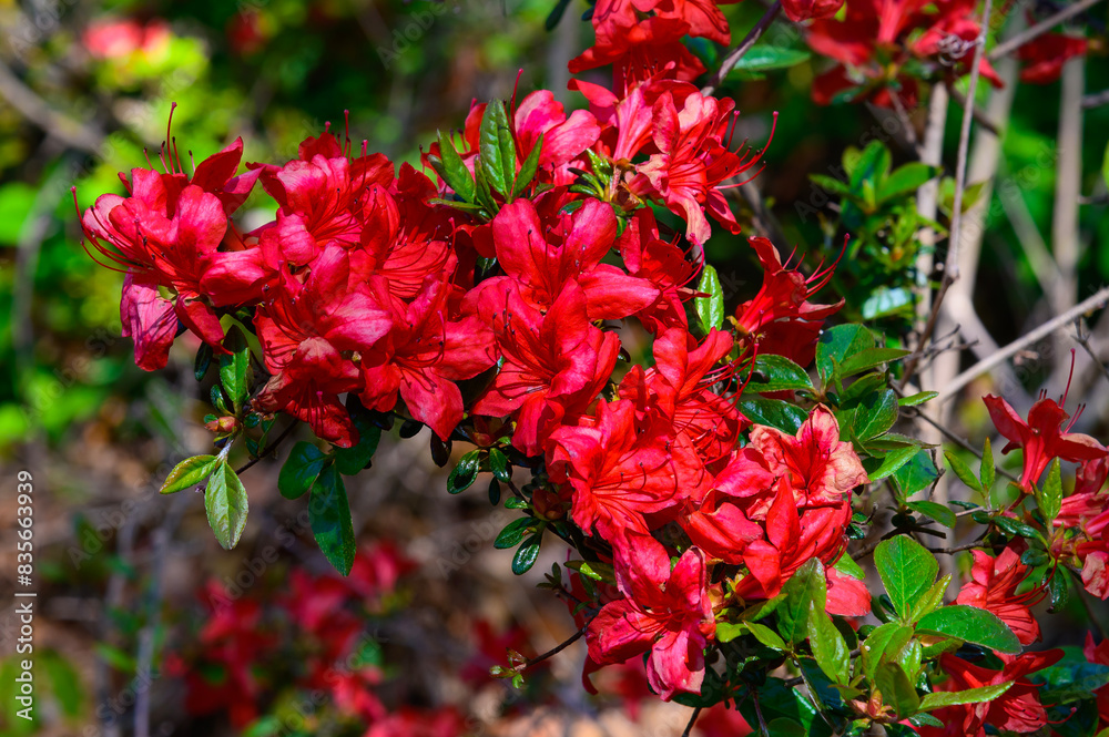 Red Azaleas bloom at the Holland Tulip Festival, in Holland, Michigan. Red Azaleas bloom at the Holland Tulip Festival, in Holland, Michigan.