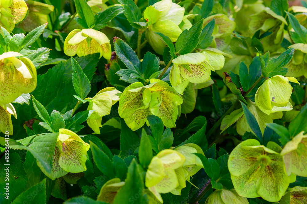 Lenten Roses bloom at Holland Tulip Festival, in Holland, Michigan. Lenten Roses bloom at Holland Tulip Festival, in Holland, Michigan.