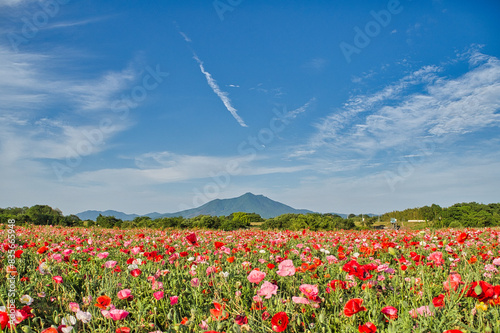 青空と花の筑波山