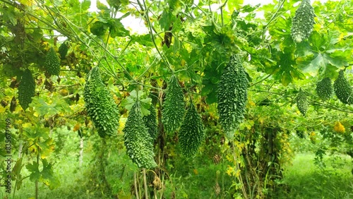 Organic Methods for Growing Bitter Gourd Plants