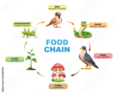 Food chain diagram showing the relationships between a plant, grasshopper, bird, snake, hawk, and fungi. Vector illustration