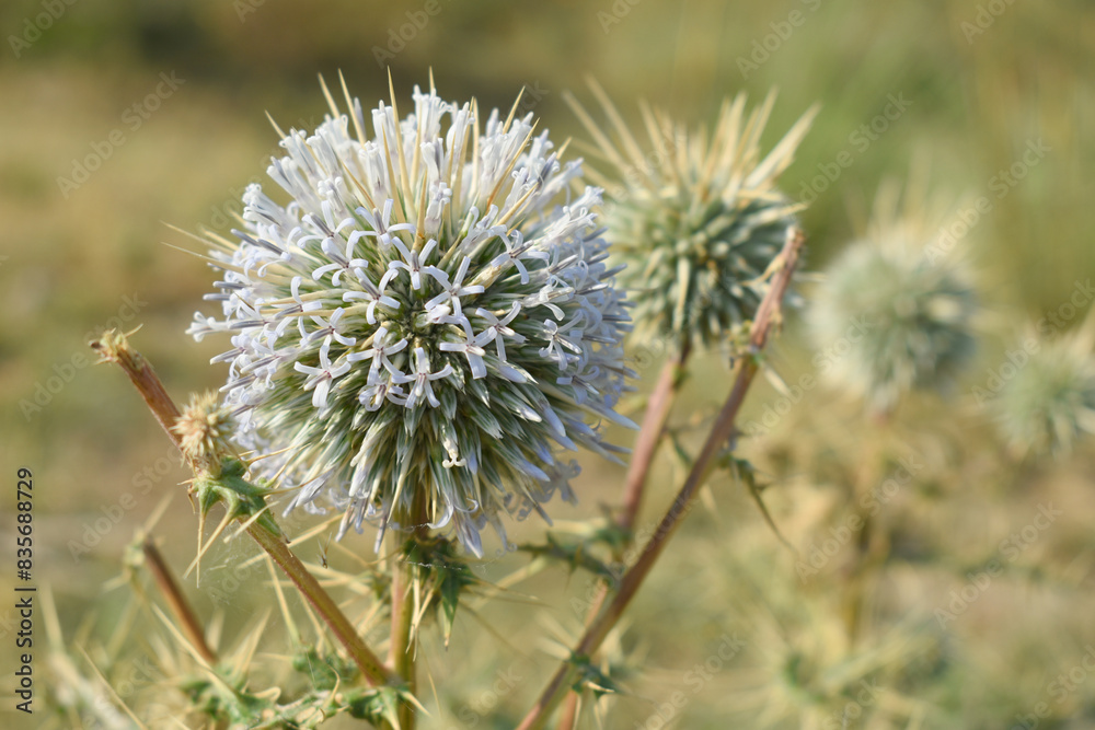 Echinops sphaerocephalus, Echinops sphaerocephalus known as Great Globe Thistle or Pale Globe Thistle, A summer plant in the wild in a meadow, Wild flower with thorns and spines bloomed Echinops sphaerocephalus, Echinops sphaerocephalus known as Great Globe Thistle or Pale Globe Thistle, A summer plant in the wild in a meadow, Wild flower with thorns and spines bloomed
