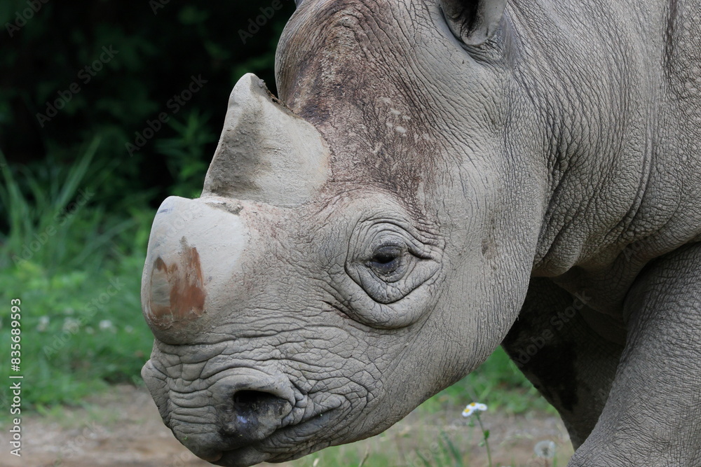 Obraz premium ヒガシクロサイ