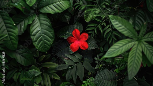 Red flower surrounded by green foliage