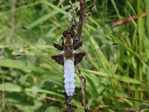 The broad-bodied chaser (Libellula depressa), male perching on a dry twig photo