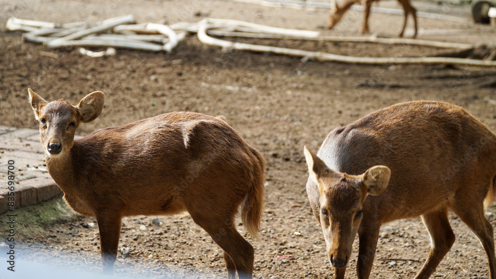 Fototapeta premium Scenic view of a Bawean deer found roaming around in a zoo. The Bawean deer, is a highly threatened species of deer endemic to the island of Bawean