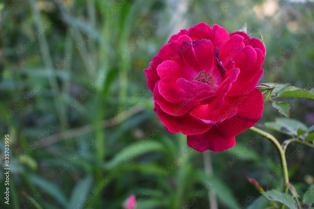 Beautiful red rose flower closeup in garden, A very beautiful rose flower bloomed on the rose tree, Rose flower, bloom flowers, Natural spring flower, Nature Beautiful red rose flower closeup in garden, A very beautiful rose flower bloomed on the rose tree, Rose flower, bloom flowers, Natural spring flower, Nature
