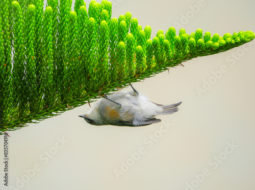 Cute gray ant eating bird perched upside down on sapling tree branch photo