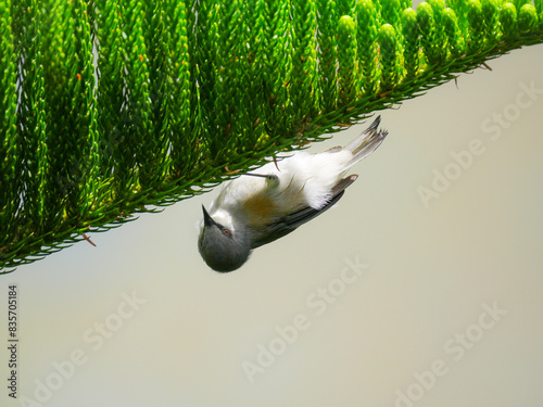 Zosterops anteater bird from Mauritius perching upside down on sapling tree branch  photo